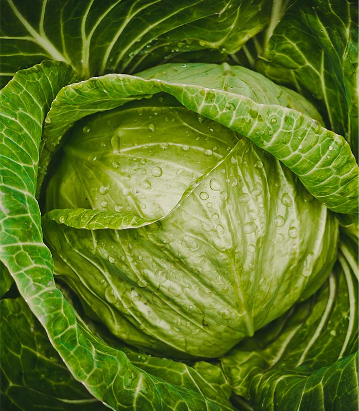 Stock image of a head of cabbage.