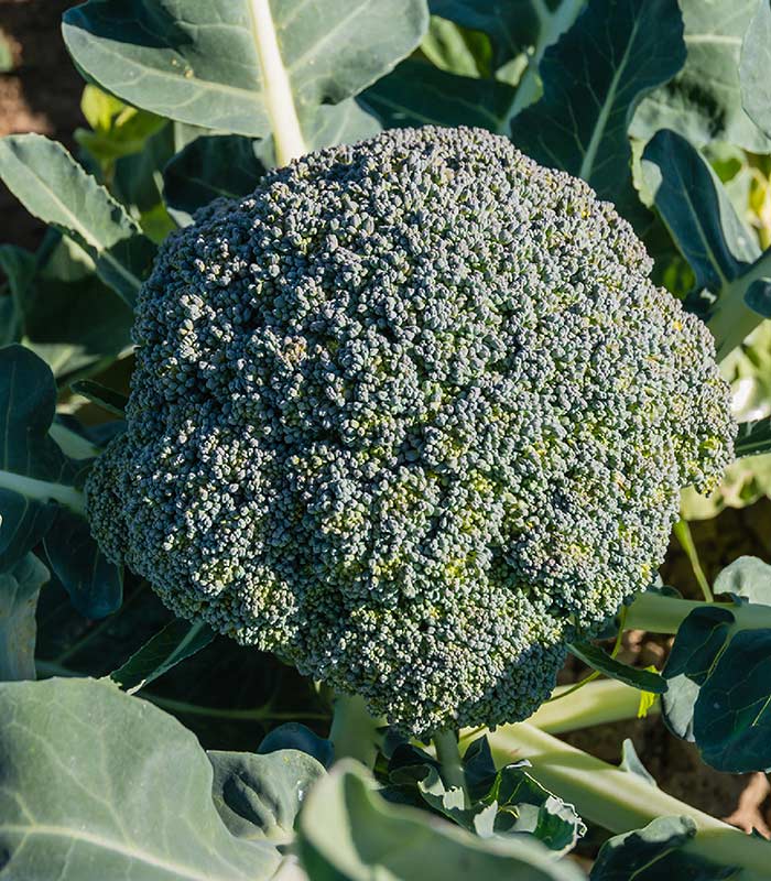 Stock image of a head of broccoli.