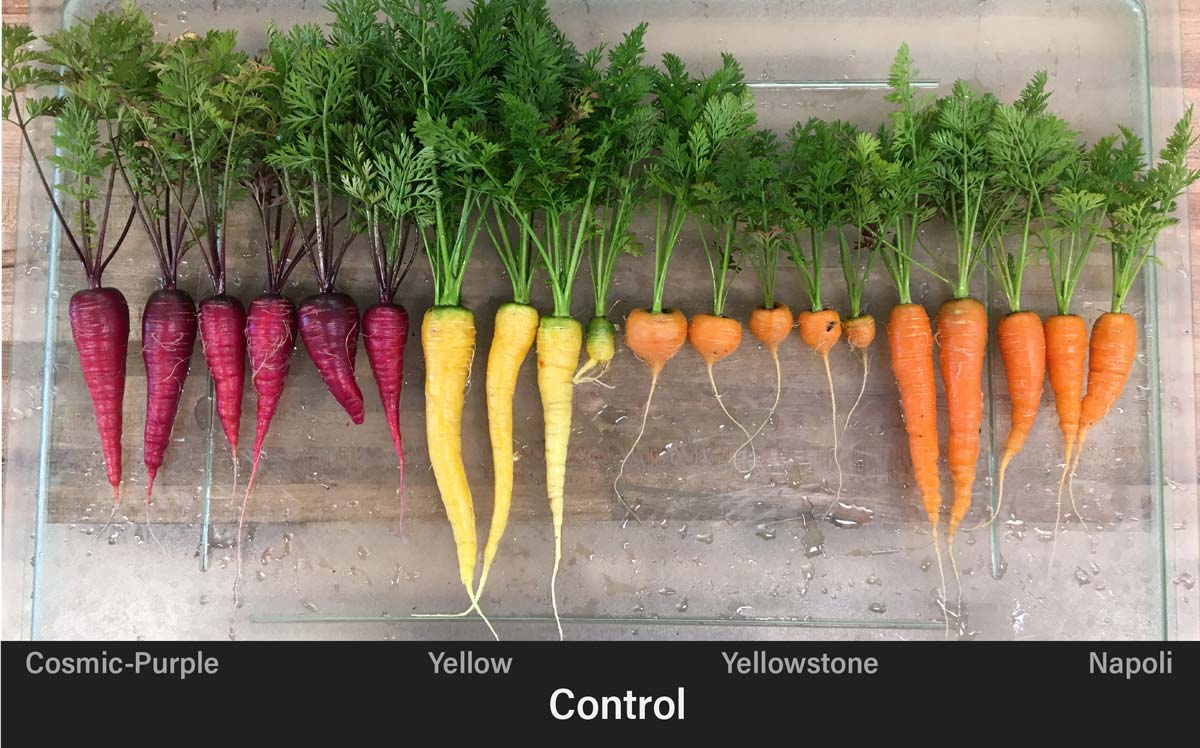 Photo of larger appearing carrots planted with Coriphol.