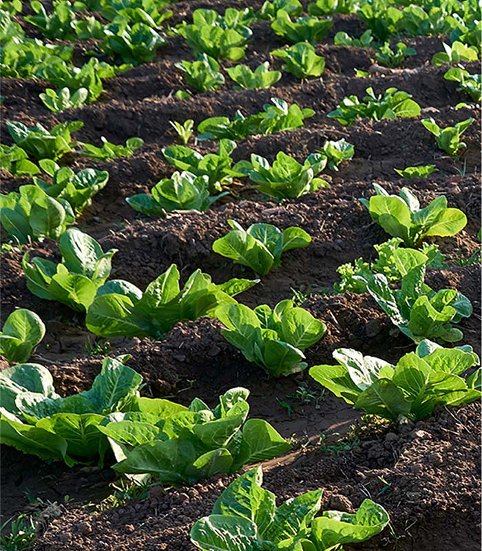 Young Romaine Lettuce photo
