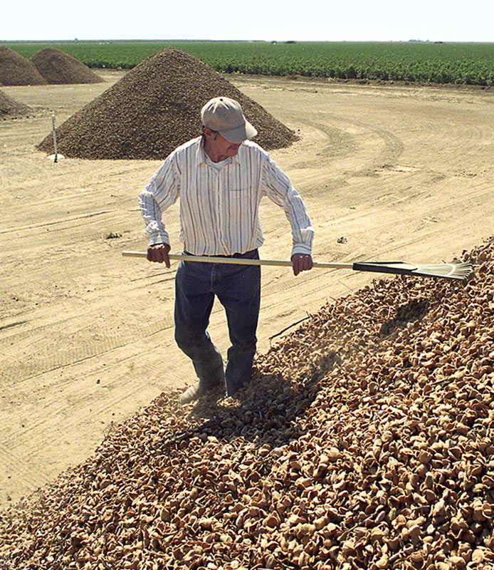 Farmer raking shells