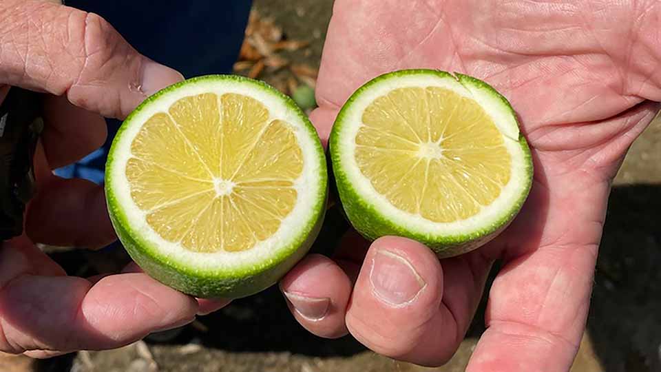 Citrus Cut_RGB@0.5x Citrus Cut photo